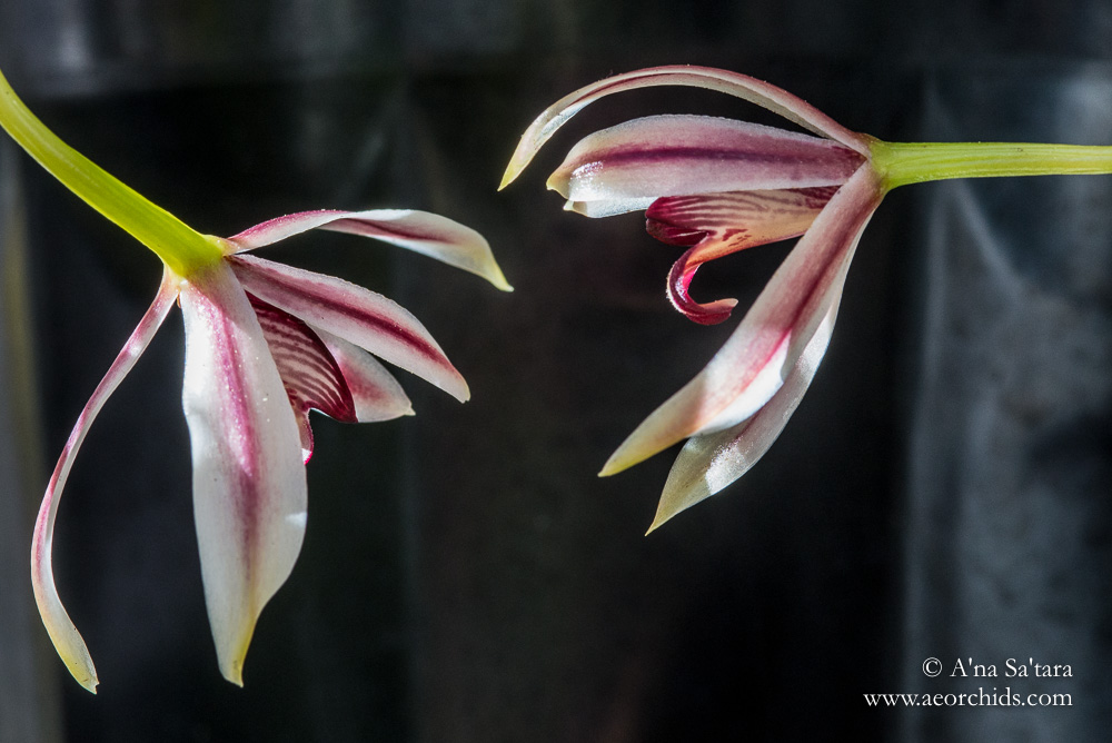 Cymbidium dayanum