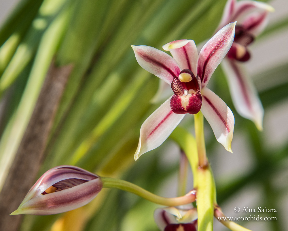 Cymbidium dayanum