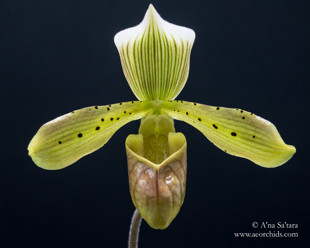 Paphiopedilum tonsum