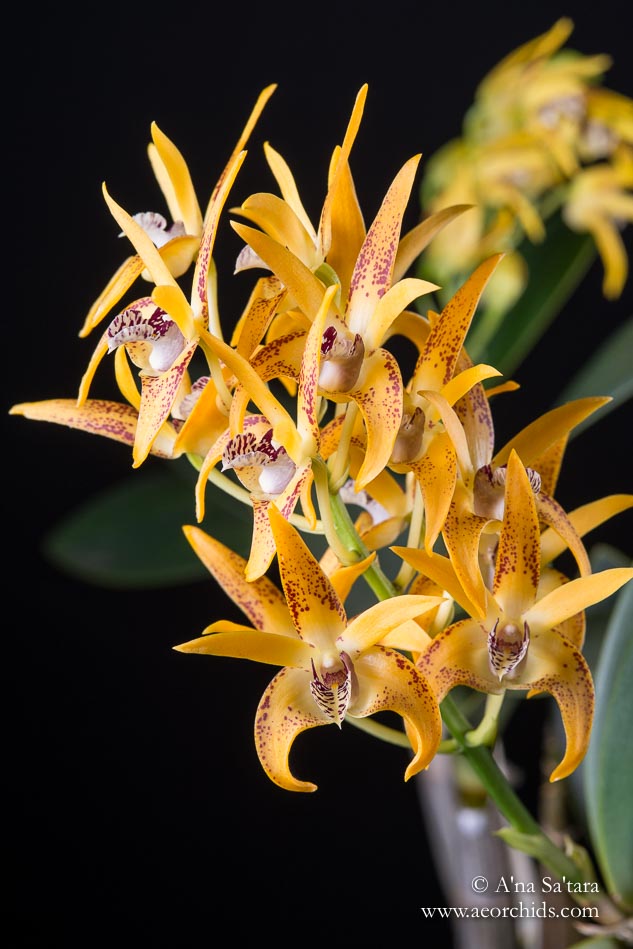 Dendrobium Avril’s Gold ‘Dark & Spotty’ AM/AOS