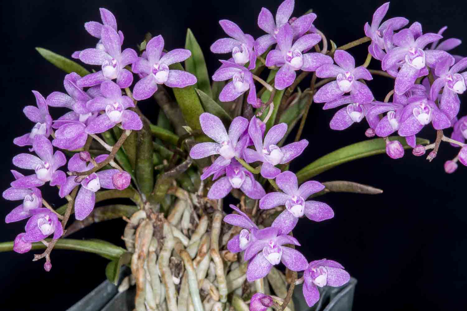 Sarcochilus ceciliae orchid photograph